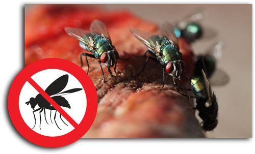 Traitement des Mouches